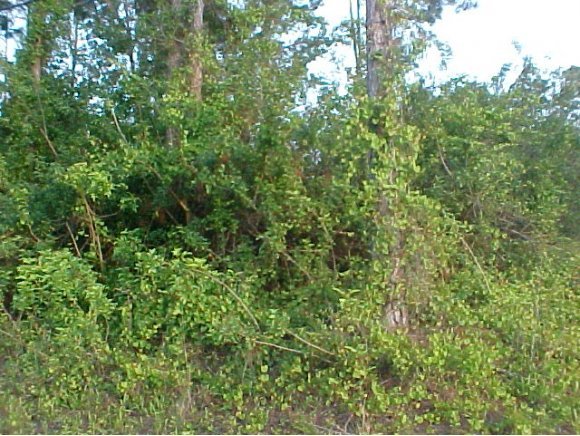984 Thompson Road Southwest Palm Bay, FL 32908 - Photo 1 of 1 Primary Photo