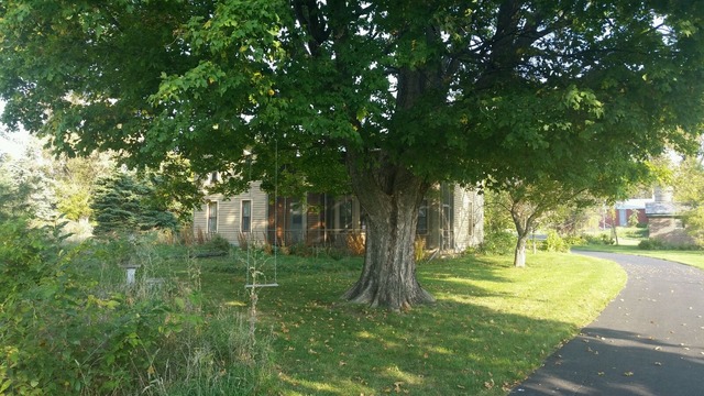 5249 Halley Road Rockford, IL 61101 - Photo 3 of 20 a view of a park with large trees