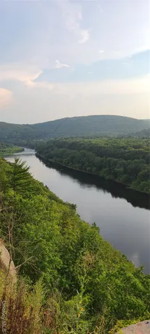 a view of a yard with plants and trees