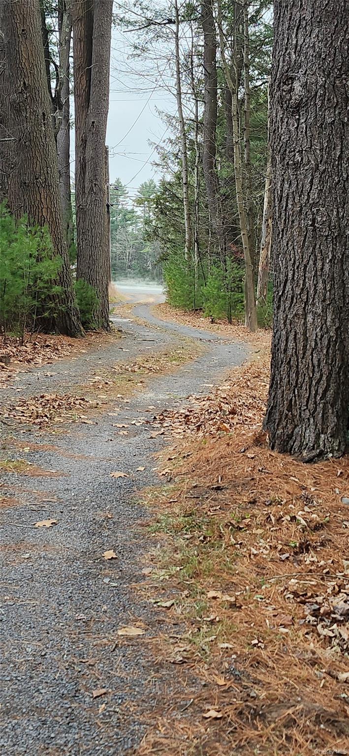 40 Beaver Brook Road Yulan, NY 12792 - Photo 22 of 25 a view of a yard with plants and trees