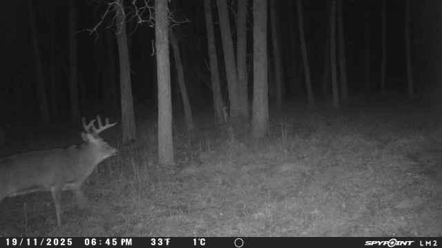 Tbd Old Grade Road Pine River, MN 56474 - Photo 11 of 15 Gallery Image 11