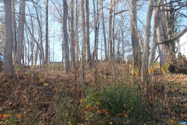 a view of forest