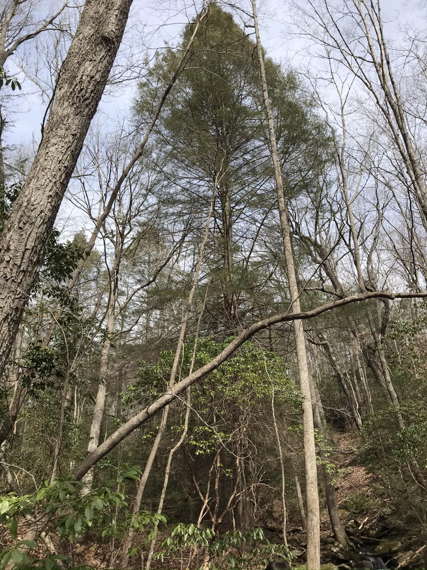 89 Hobbstown Road, Unit 89 Dunlap, TN 37327 - Photo 14 of 21 FCAF0A6F-7B42-4DD9-9712-C46990F410FF