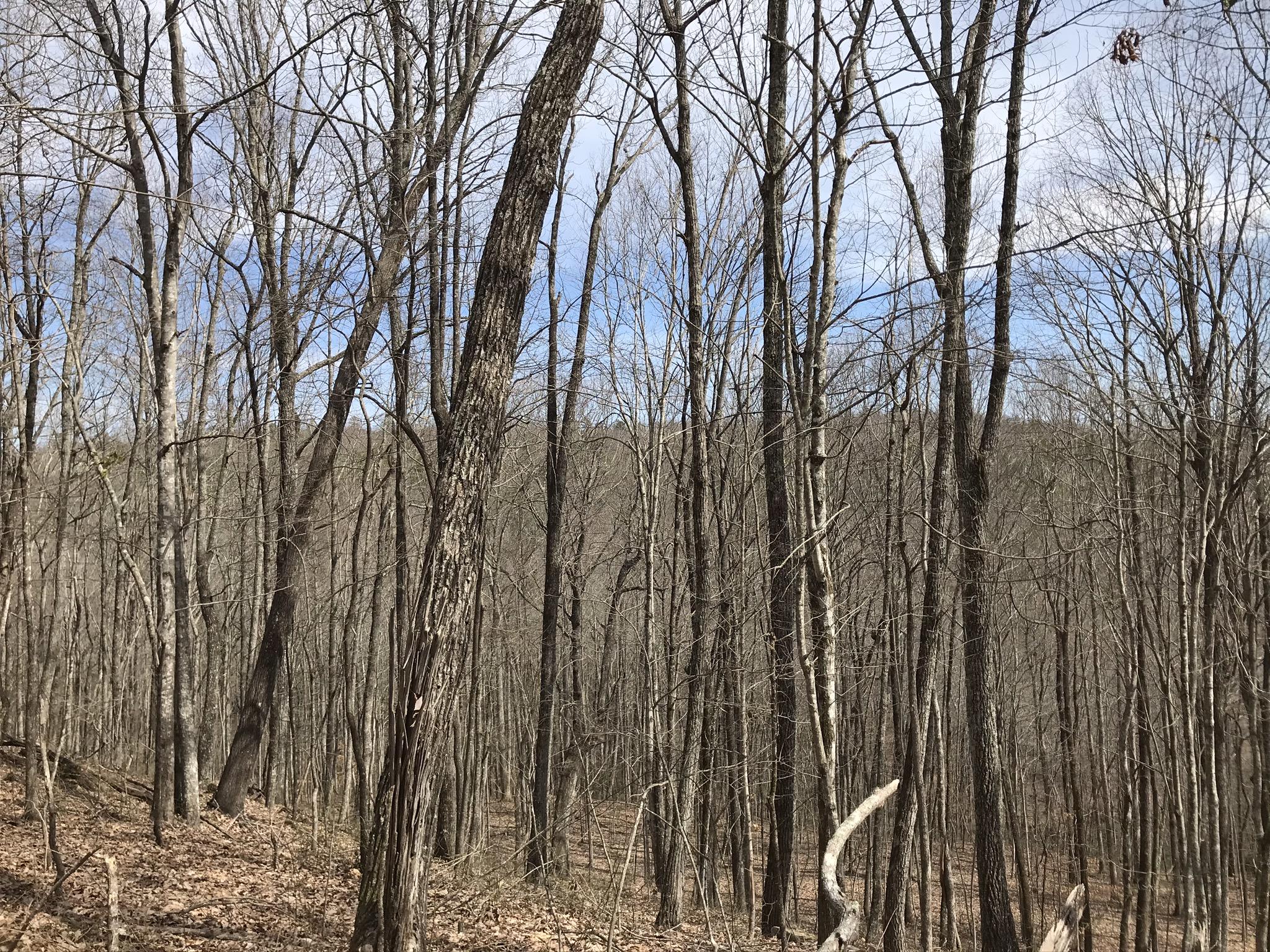 89 Hobbstown Road, Unit 89 Dunlap, TN 37327 - Photo 5 of 21 A68D3BB5-B37F-4F81-B758-12C896928001