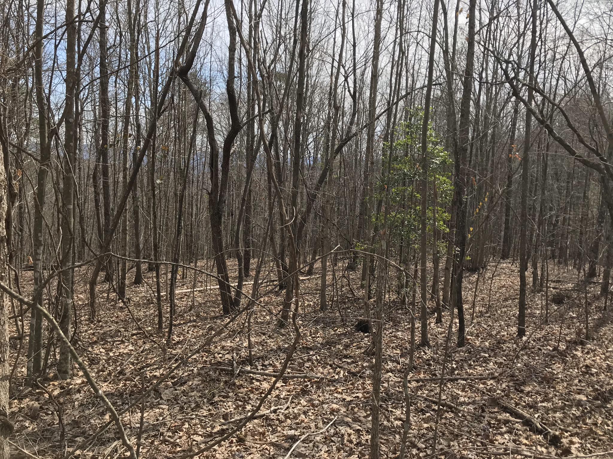 89 Hobbstown Road, Unit 89 Dunlap, TN 37327 - Photo 9 of 21 7AA51E9A-A954-448F-864E-2527912207B6