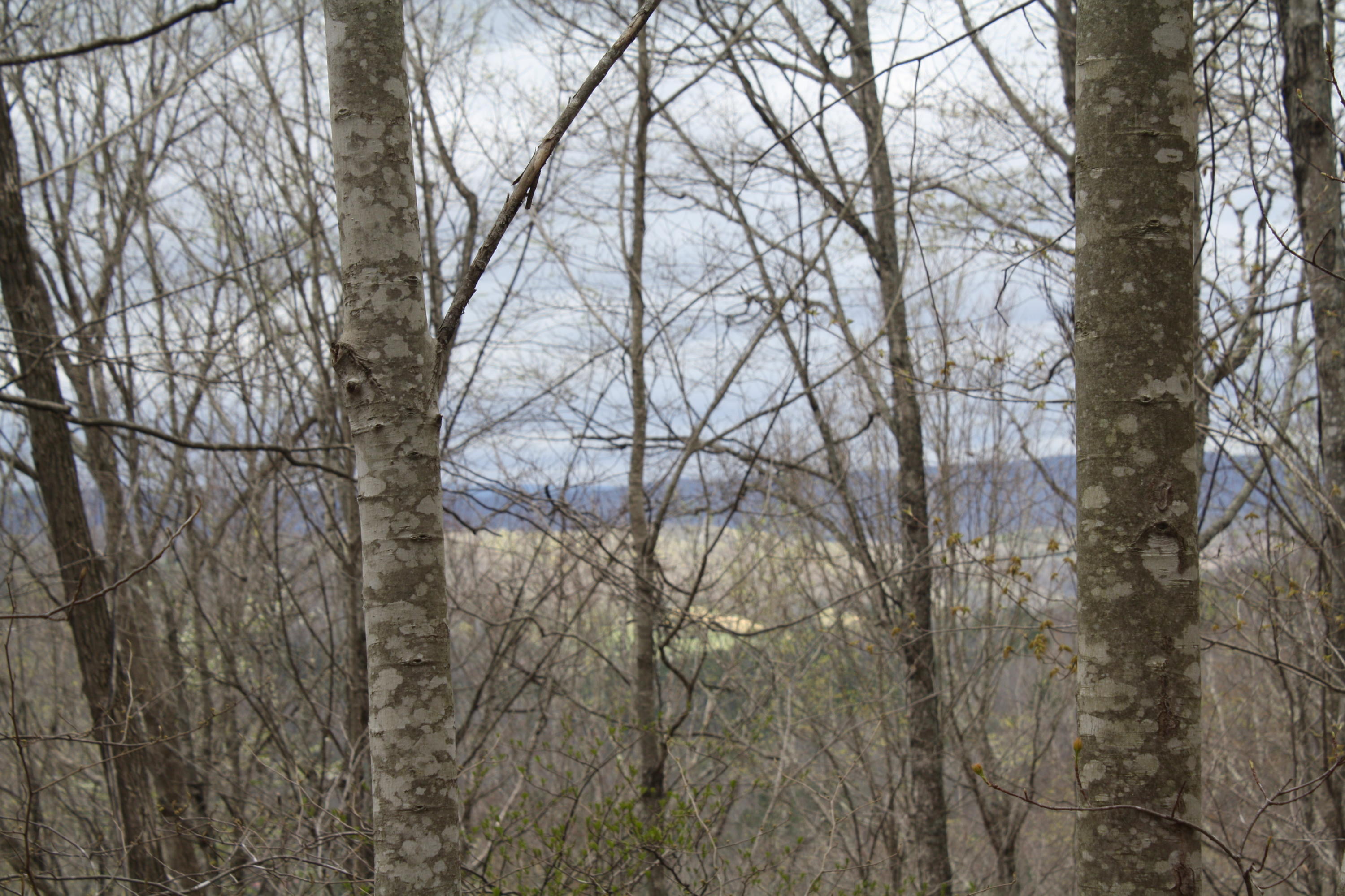 2355 Nickells Mill Road Ronceverte, WV 24970 - Photo 82 of 91 Gallery Image 82