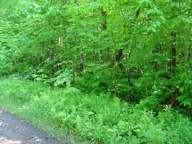 Off Off Moore Road Bessemer, MI 49911 - Photo 3 of 9 Gallery Image 3