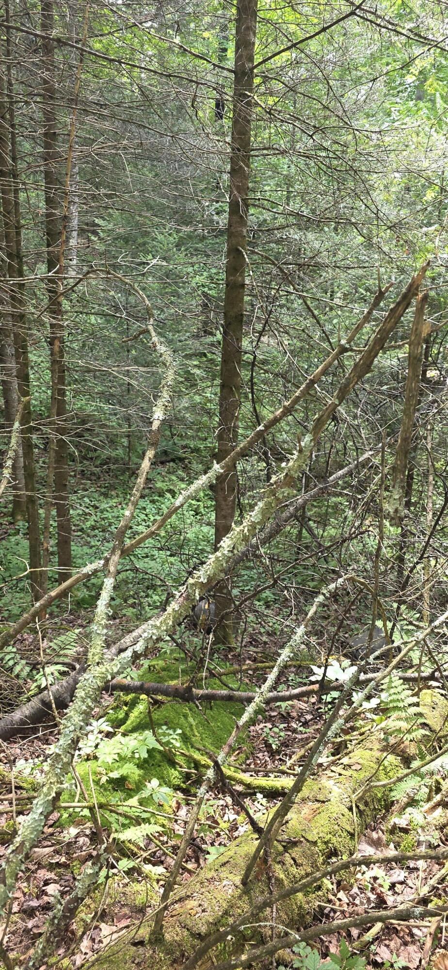 0 Loon Lake Road Fern, WI 54121 - Photo 18 of 40 densely wooded raw land