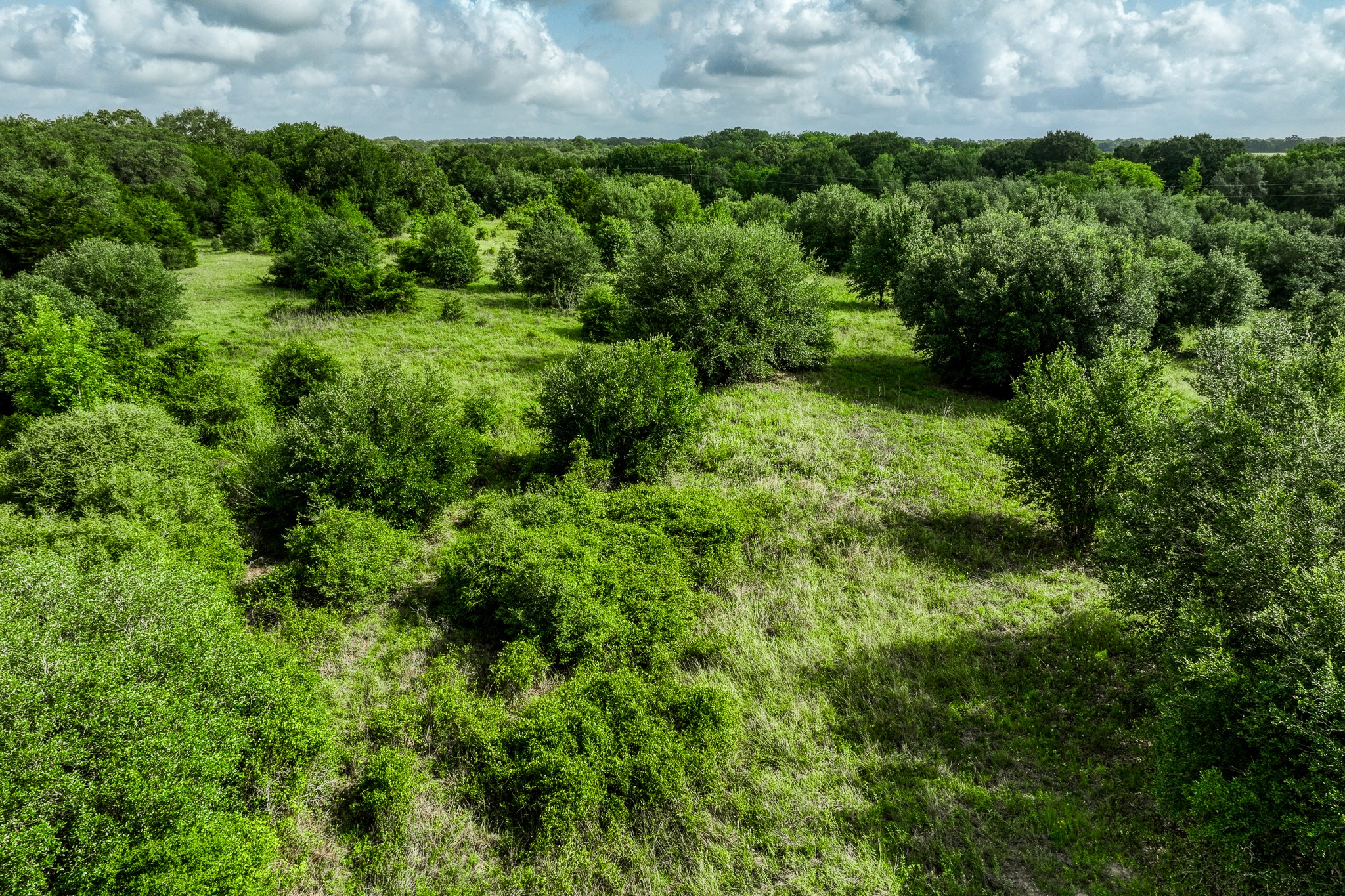 3 South Nassau Road Round Top, TX 78954 - Photo 19 of 23 a view of a lush green forest with lots of trees