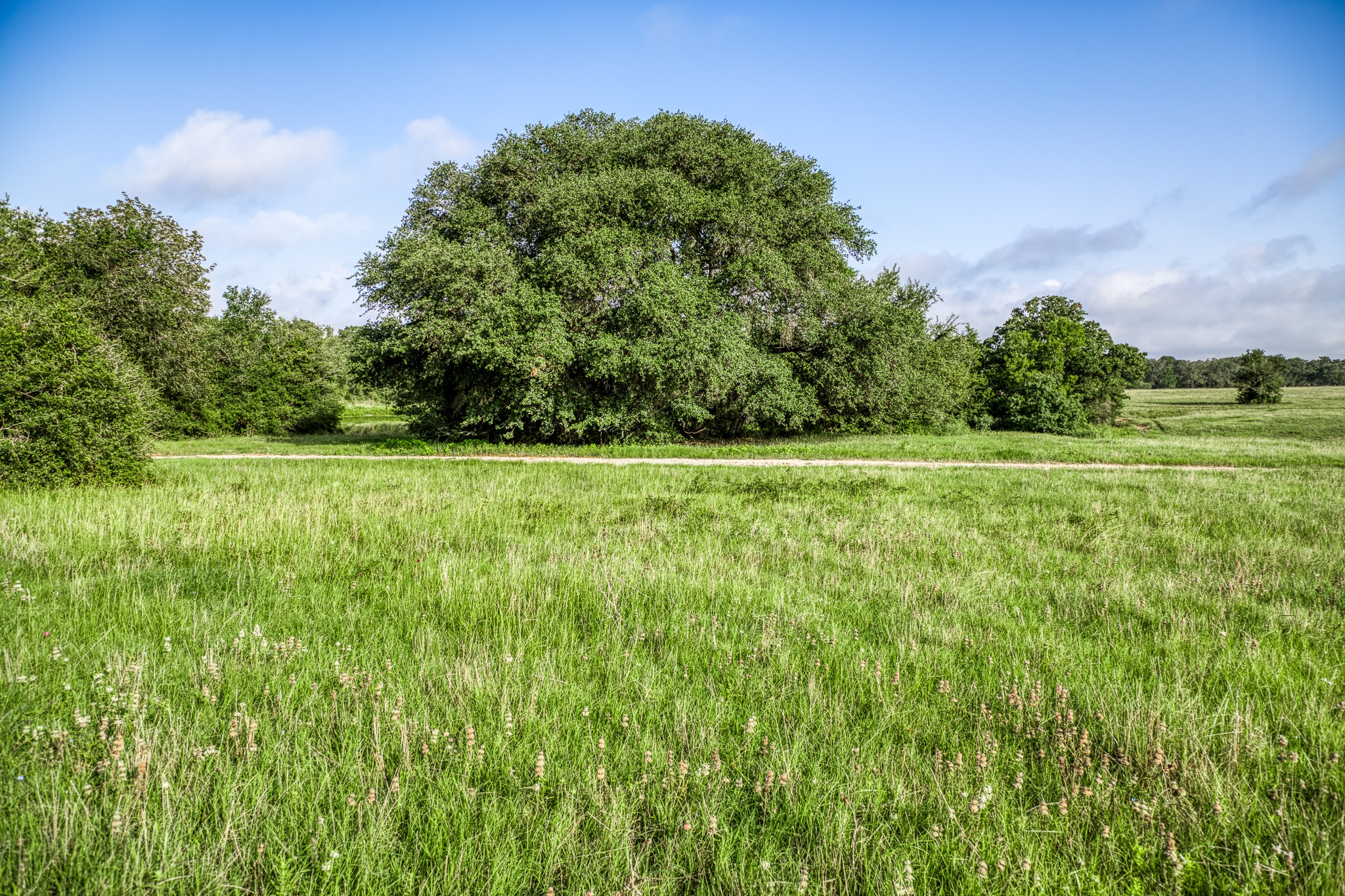 3 South Nassau Road Round Top, TX 78954 - Photo 5 of 23 a view of a green field with trees in the background