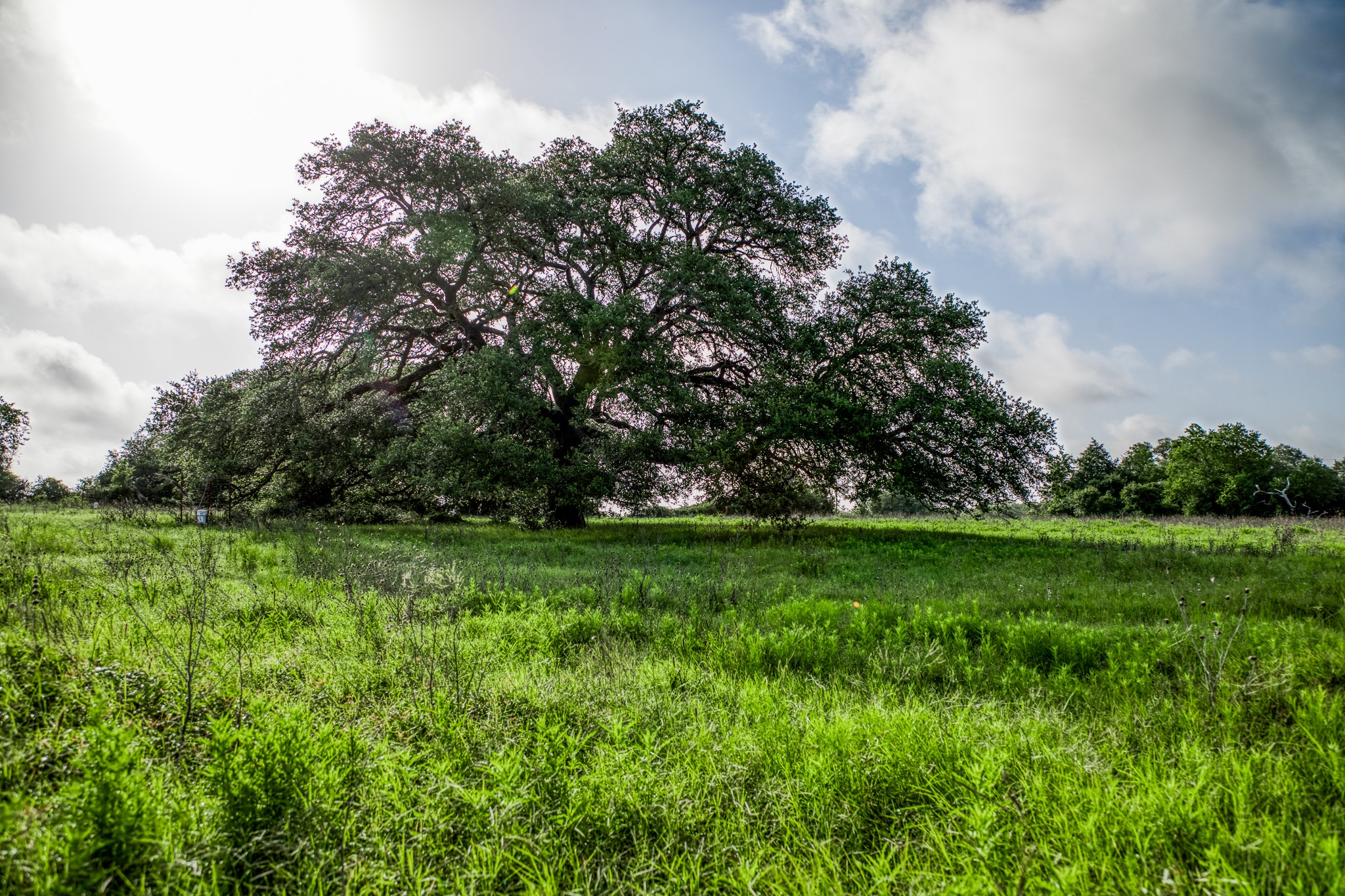 3 South Nassau Road Round Top, TX 78954 - Photo 7 of 23 a view of a grassy field with trees