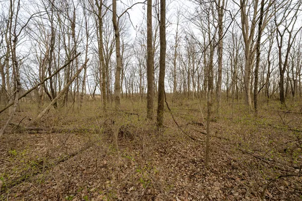 a view of a yard with large trees