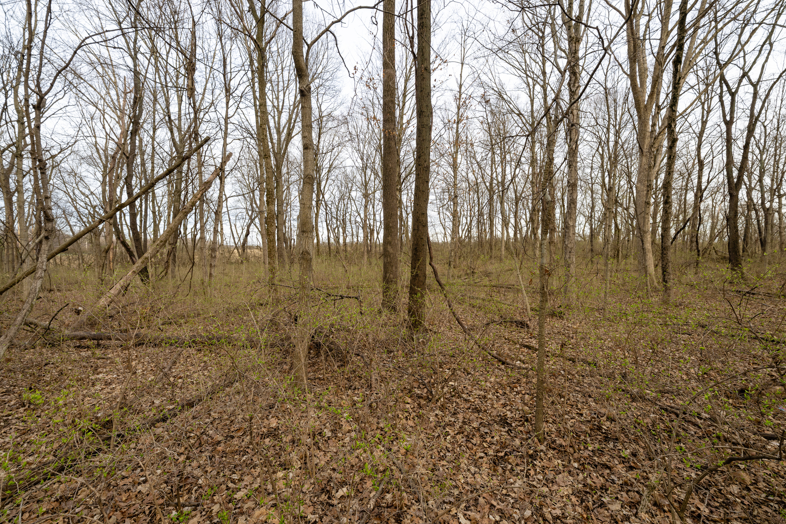 Lot 9 Raintree Woods Drive Urbana, IL 61802 - Photo 2 of 6 a view of a yard with large trees