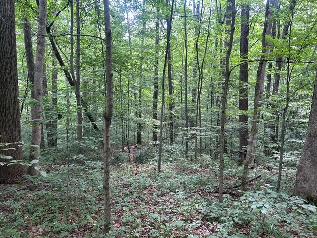 24229 Sanes Creek Road Laurel, IN 47024 - Photo 35 of 54