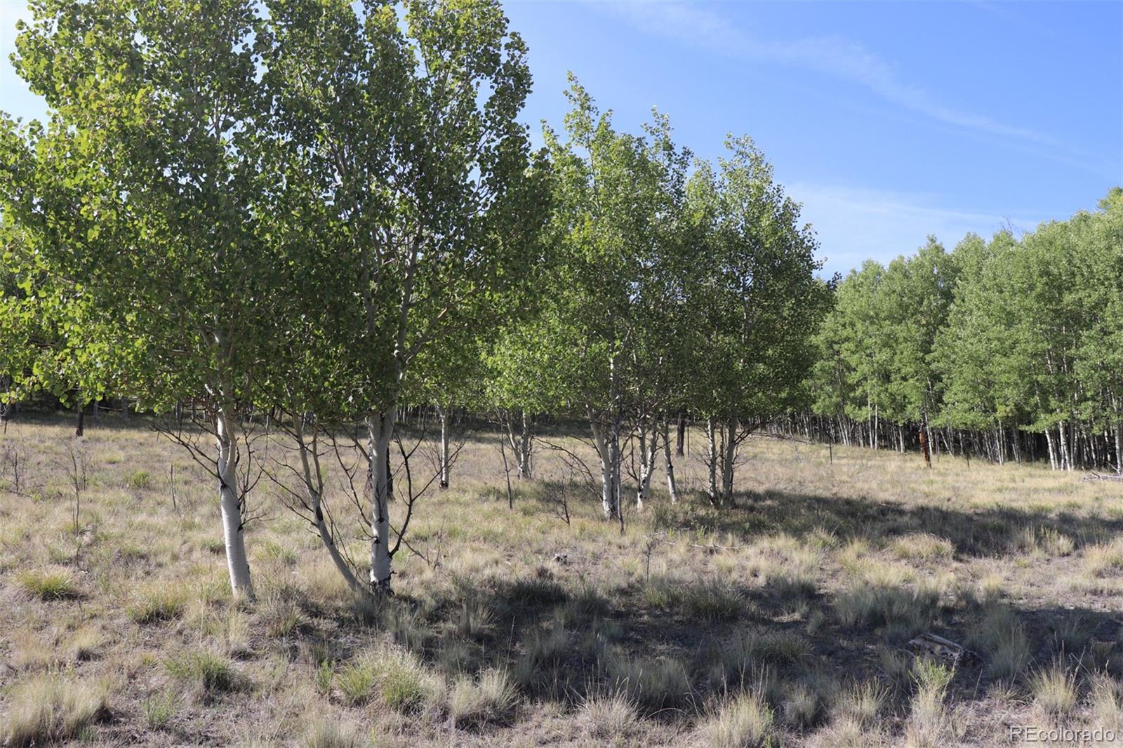2518 Campfire Road Hartsel, CO 80449 - Photo 6 of 23 Gallery Image 6