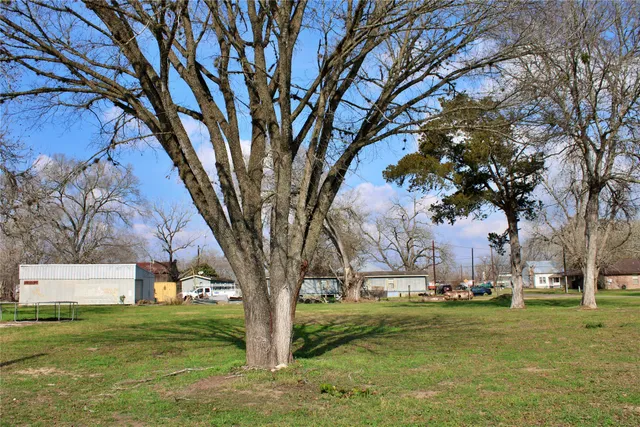 a view of a trees in a yard with a large tree
