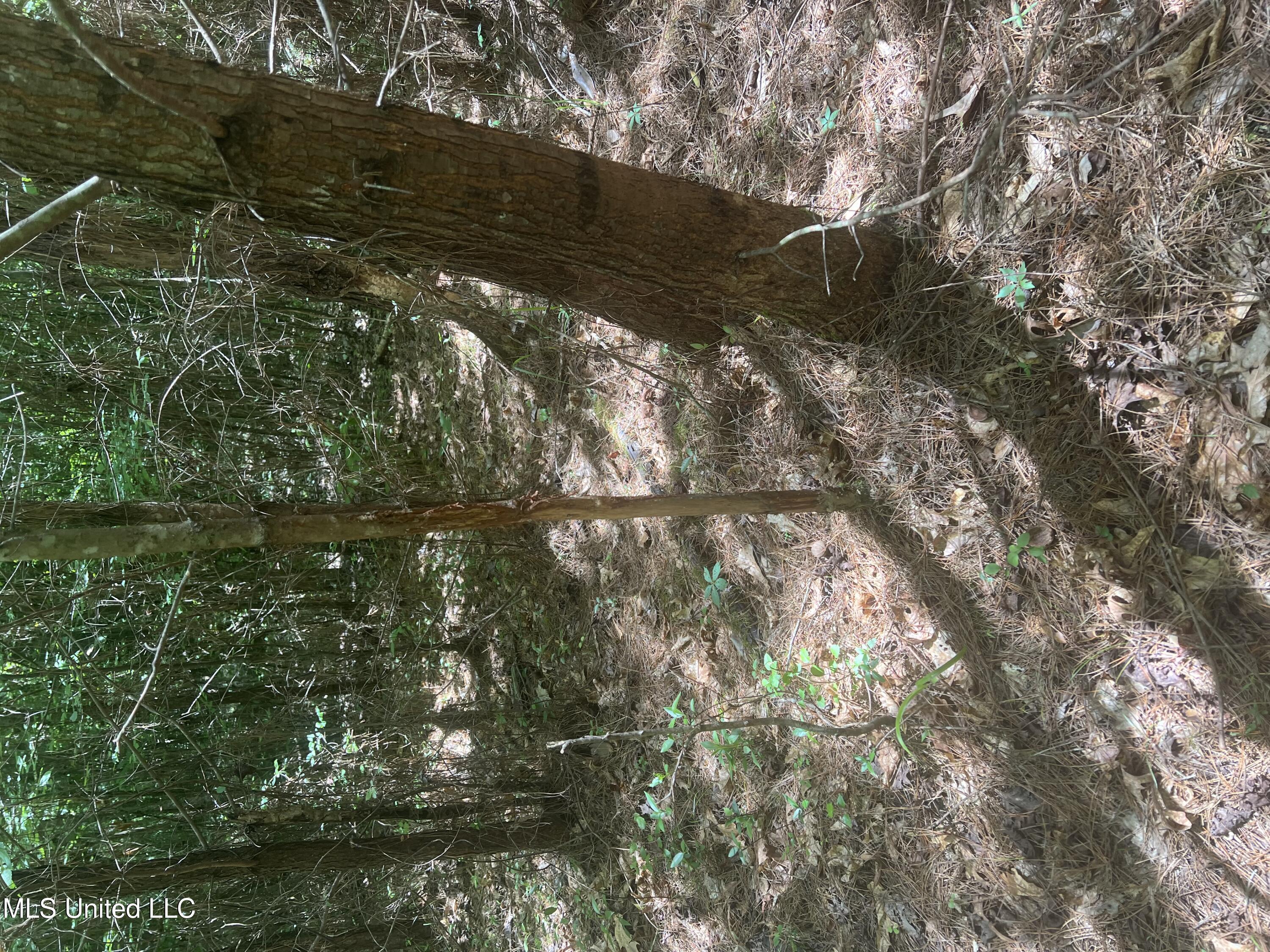 Church Road Shubuta, MS 39360 - Photo 12 of 12 IMG_5570