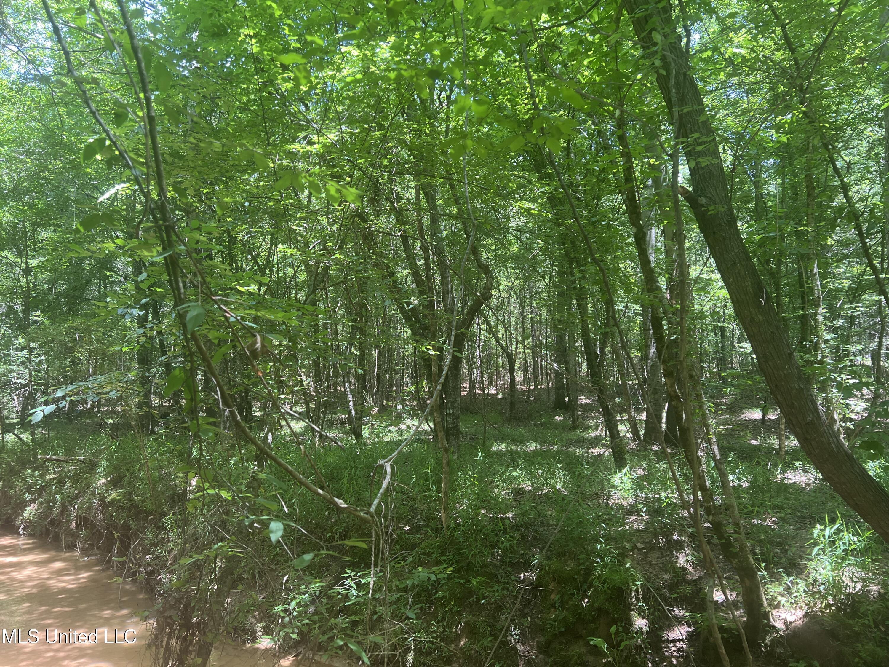 Church Road Shubuta, MS 39360 - Photo 2 of 12 IMG_5576