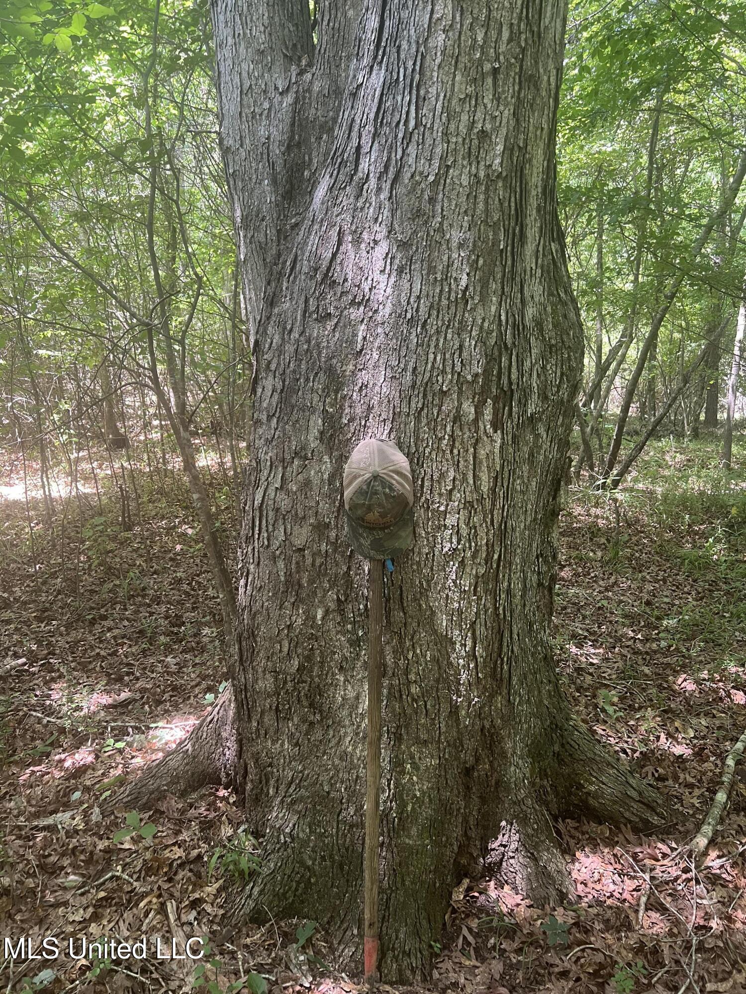 Church Road Shubuta, MS 39360 - Photo 5 of 12 IMG_5579