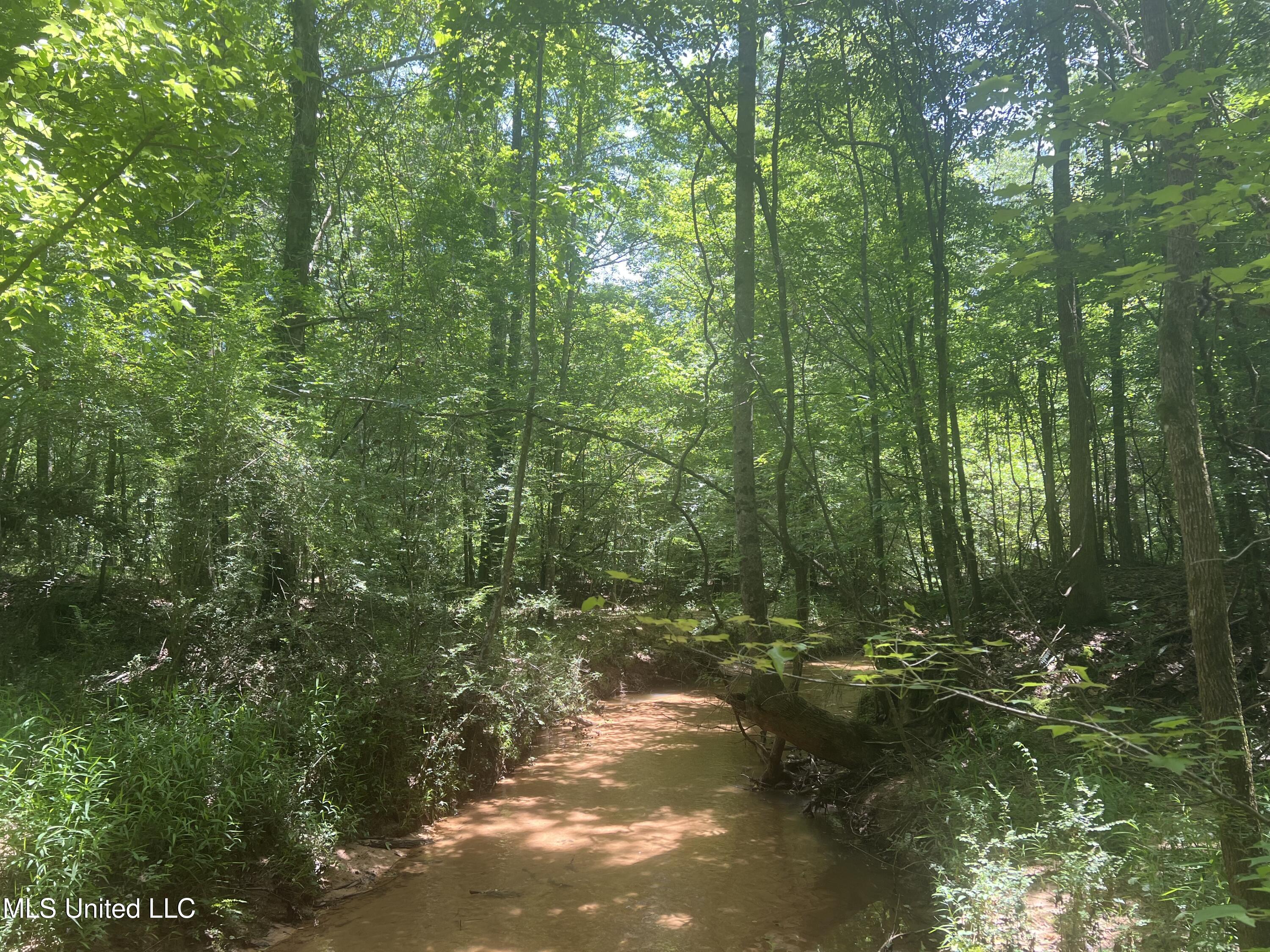 Church Road Shubuta, MS 39360 - Photo 6 of 12 IMG_5578