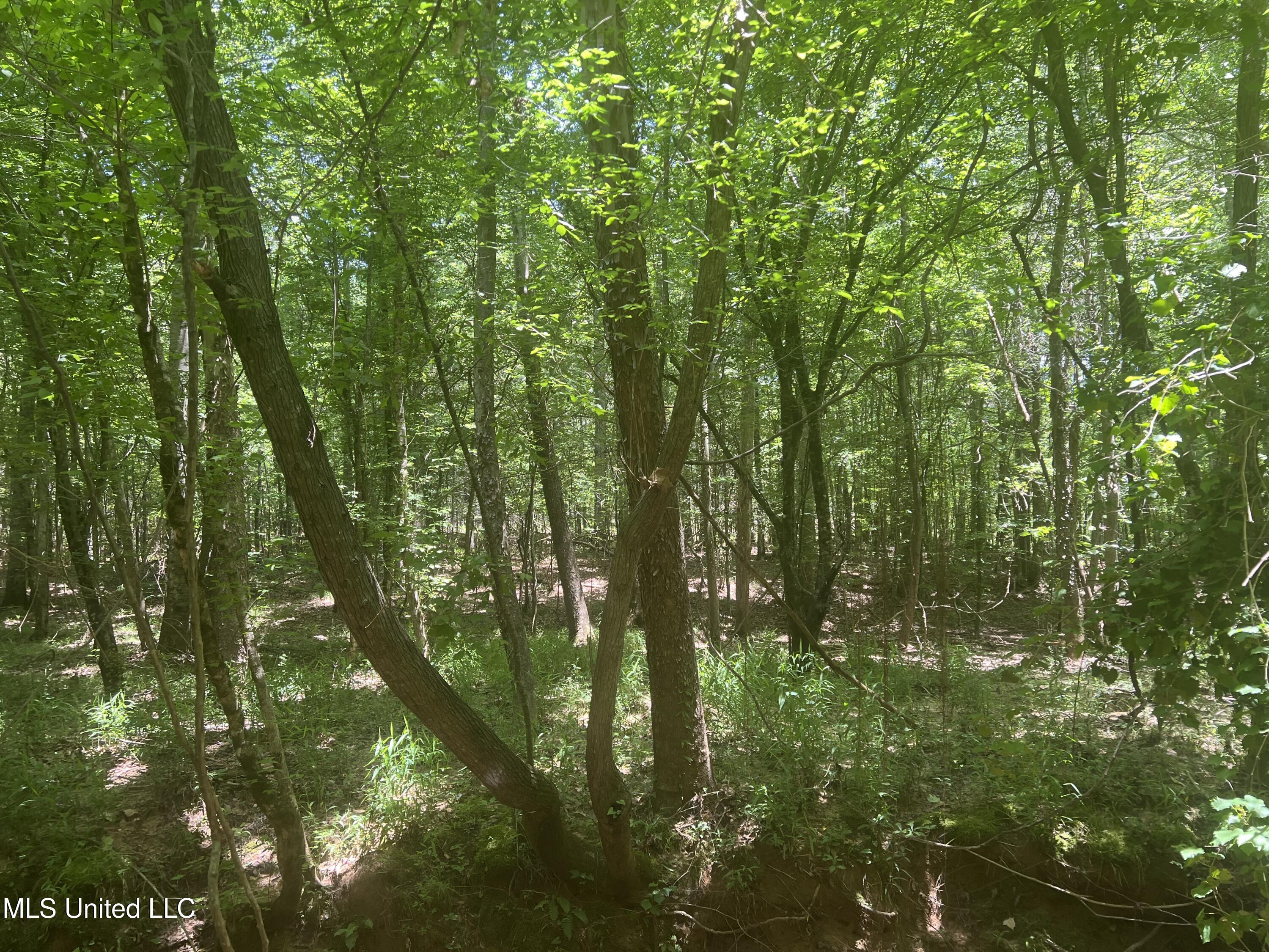 Church Road Shubuta, MS 39360 - Photo 7 of 12 IMG_5575