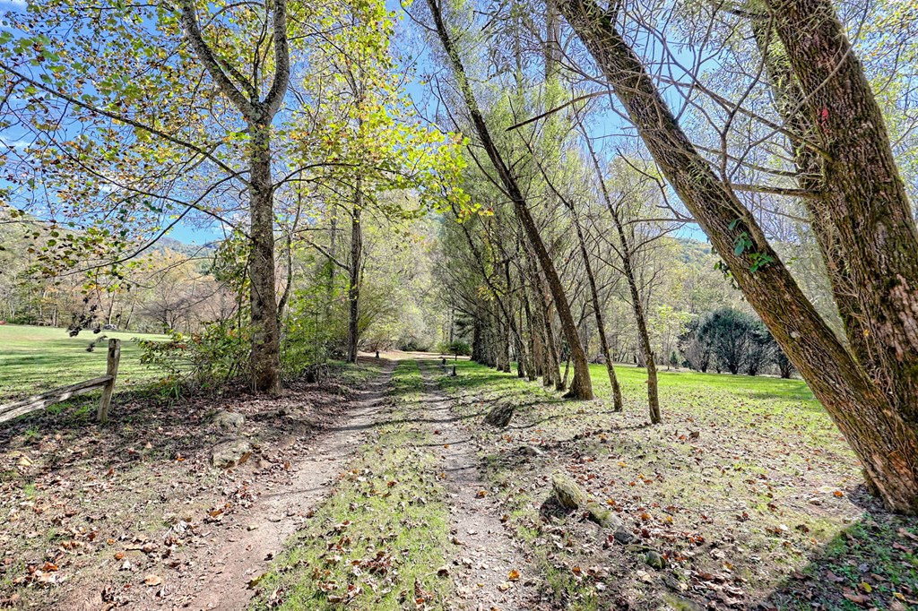 1064 Muskrat Creek Road Hayesville, NC 28904 - Photo 64 of 67 a view of a yard with a tree