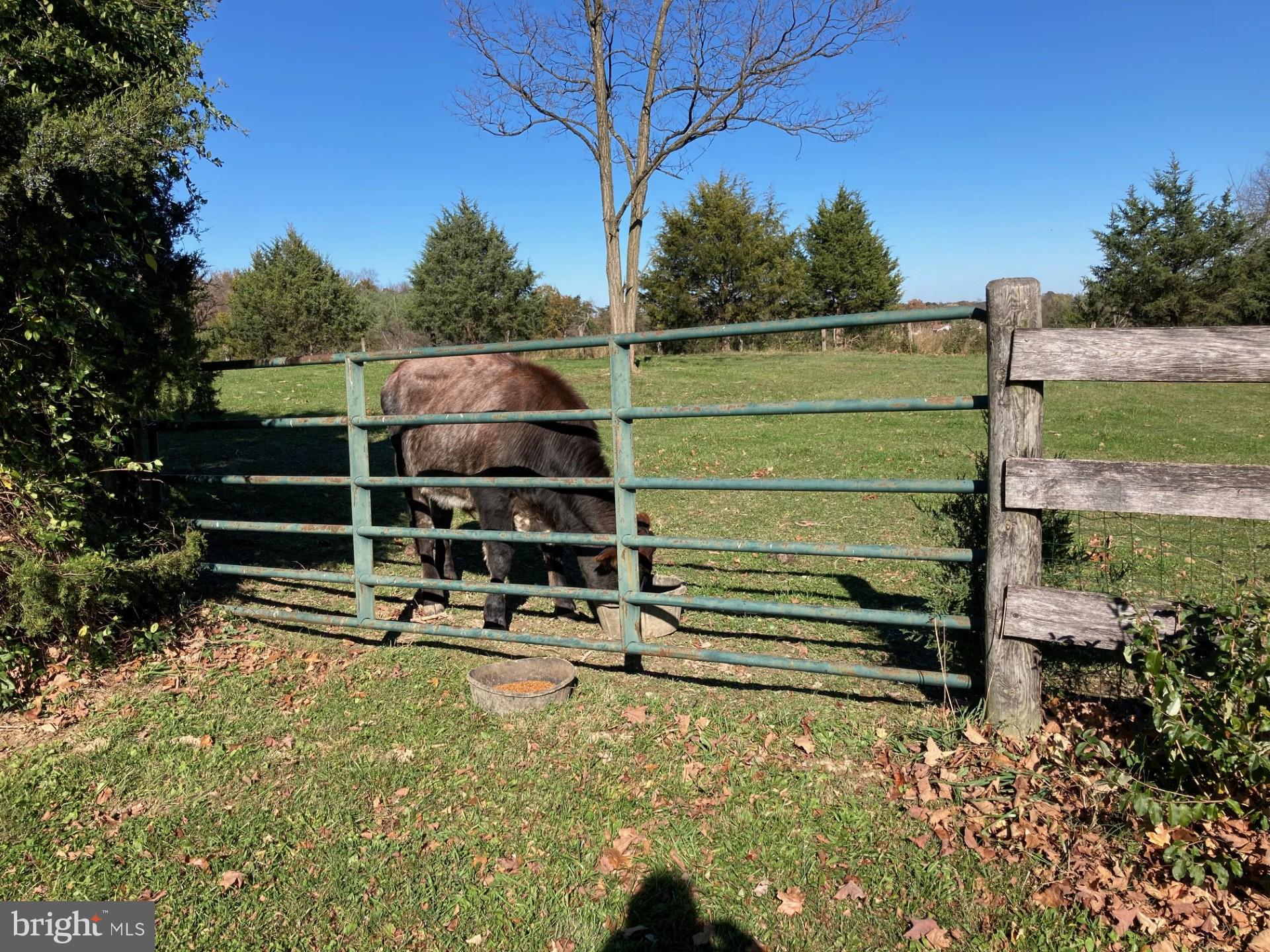 165 Wilson Burke Road Front Royal, VA 22630 - Photo 111 of 134 Cow in Pasture
