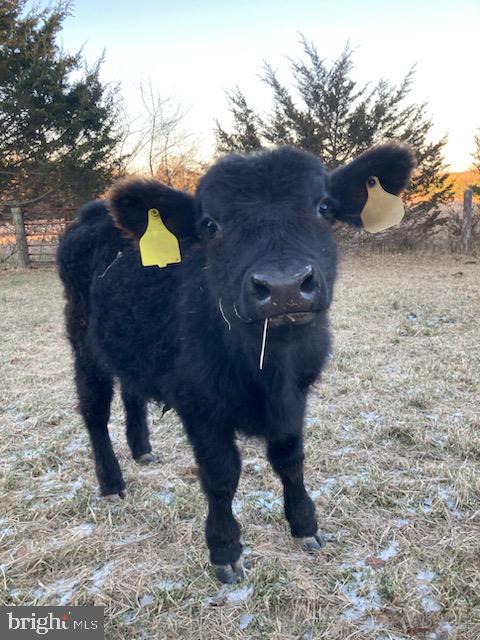 165 Wilson Burke Road Front Royal, VA 22630 - Photo 112 of 134 Cow in Pasture