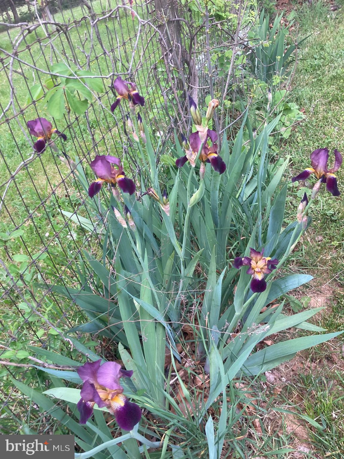 165 Wilson Burke Road Front Royal, VA 22630 - Photo 124 of 134 Various Bearded Irises