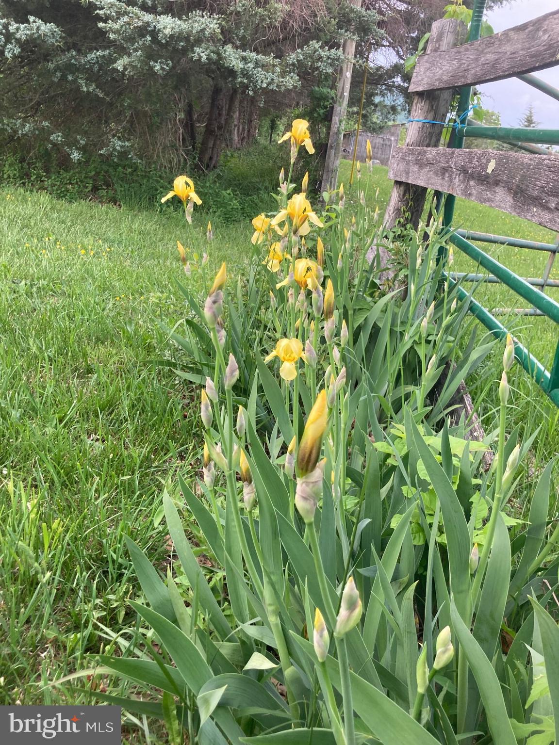 165 Wilson Burke Road Front Royal, VA 22630 - Photo 126 of 134 Various Bearded Irises