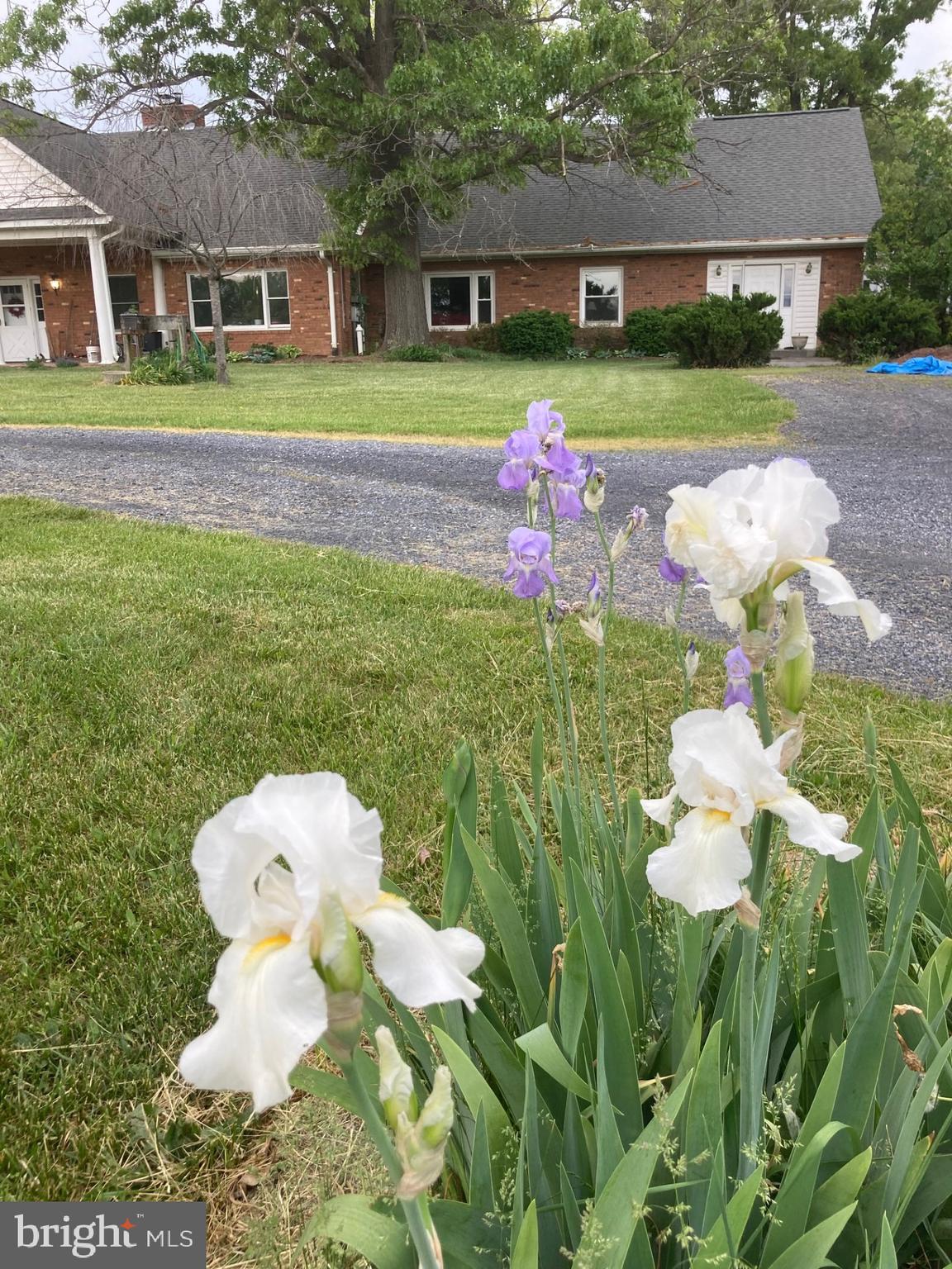 165 Wilson Burke Road Front Royal, VA 22630 - Photo 127 of 134 Various Bearded Irises