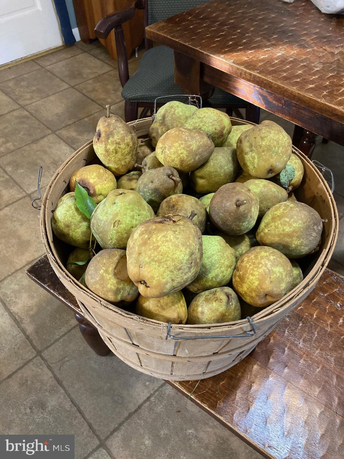165 Wilson Burke Road Front Royal, VA 22630 - Photo 131 of 134 Heirloom Pears