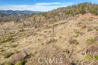 a view of a forest with trees in the background