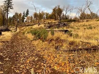 a view of outdoor space with lots of trees