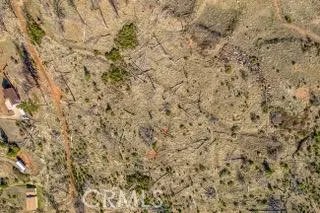 a close up of a plant