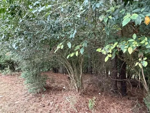 a view of a yard with a tree