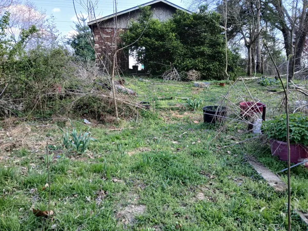 a view of a yard with plants and trees