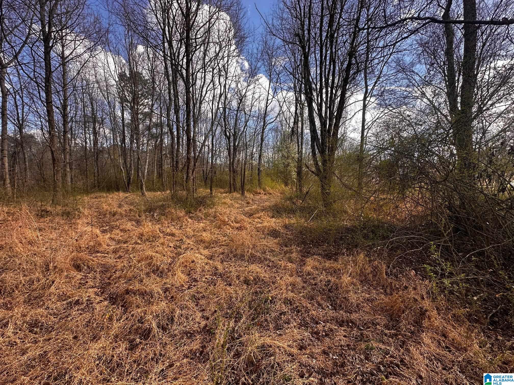0 Eddy Scant City Road Guntersville, AL 35976 - Photo 8 of 13