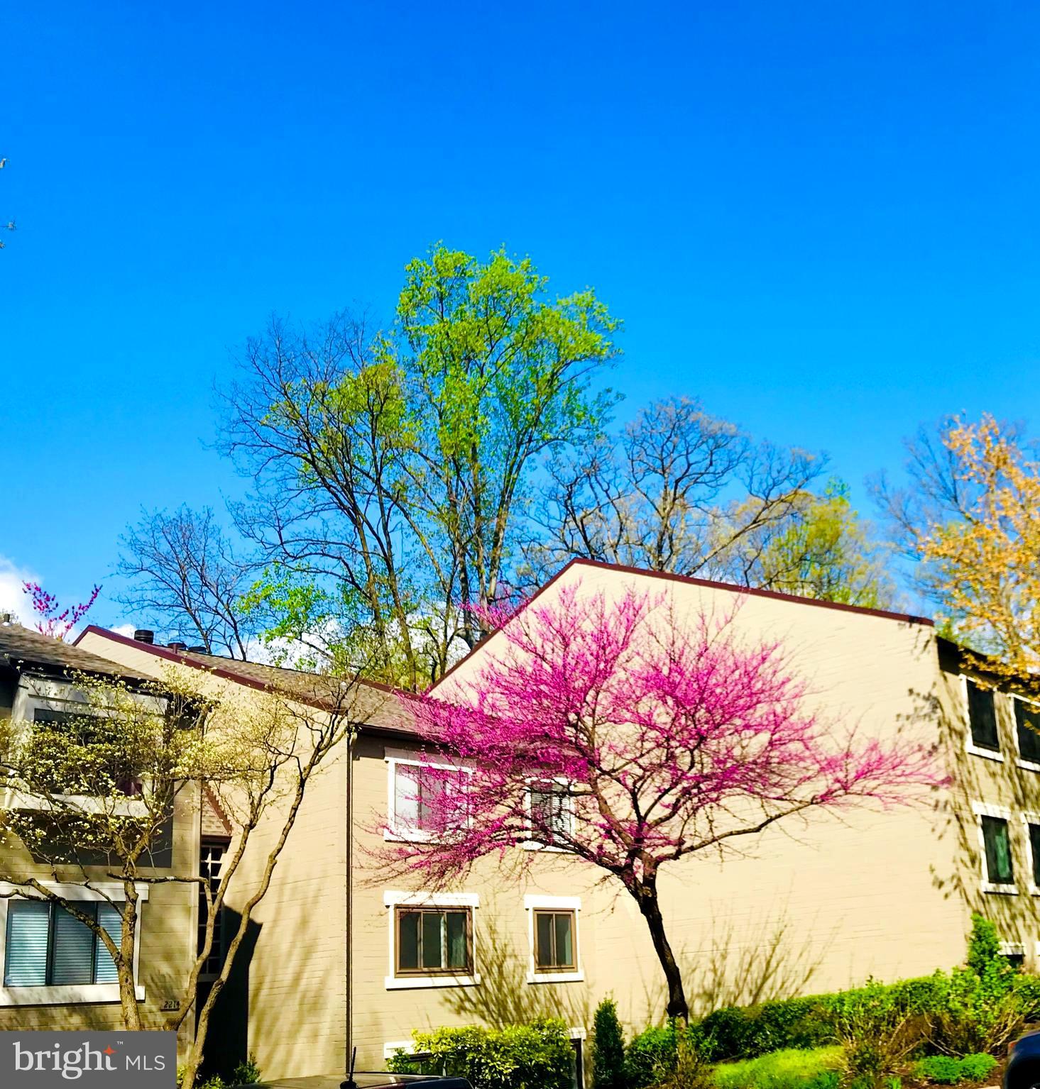 2214 Springwood Drive, Unit 104 Reston, VA 20191 - Photo 2 of 27 Gallery Image 2