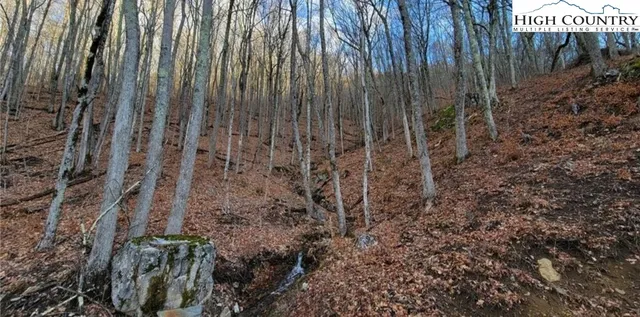 a view of a backyard with plants and trees