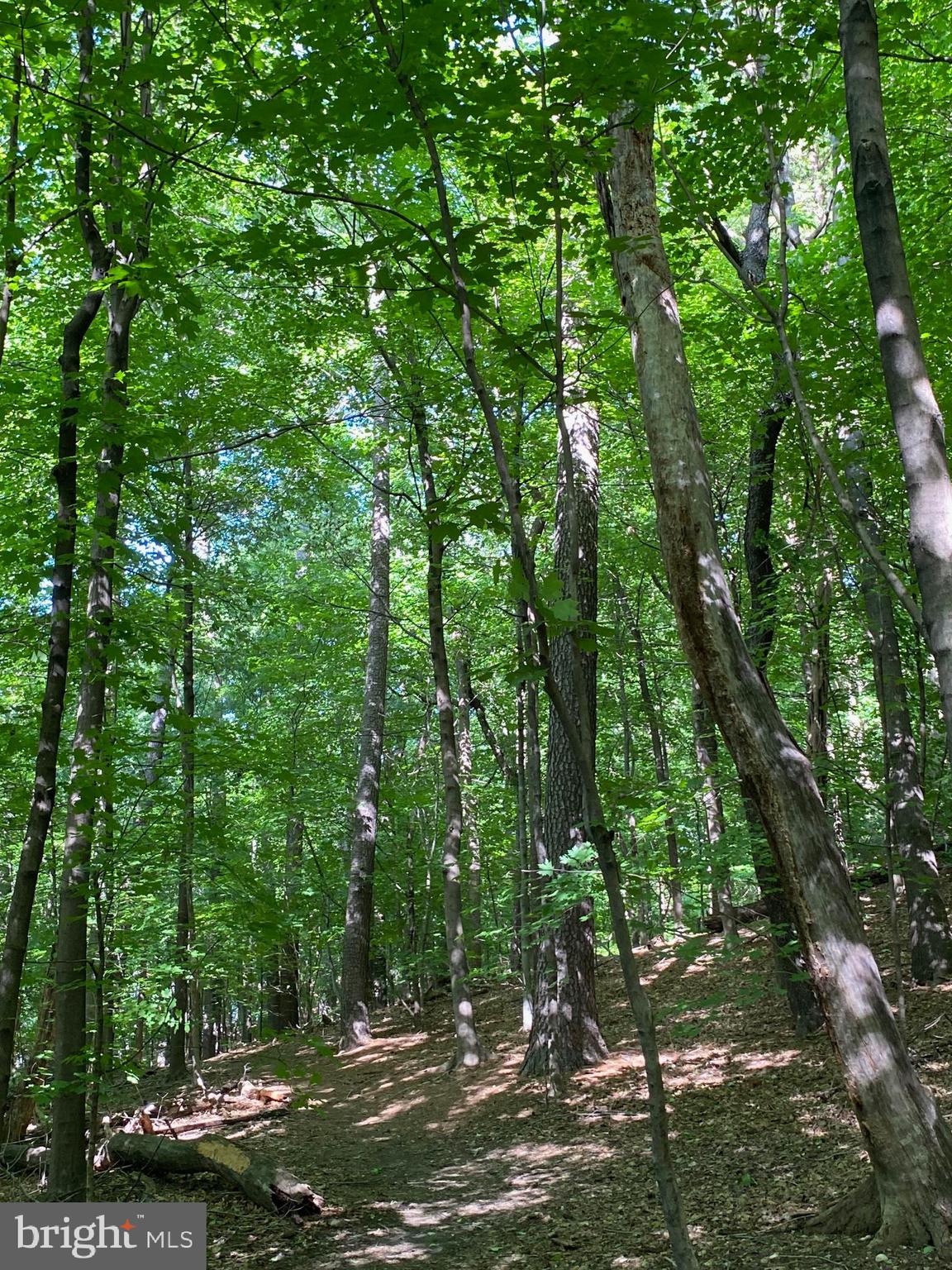 1649 Preston Road Alexandria, VA 22302 - Photo 27 of 31 a view of a forest filled with trees