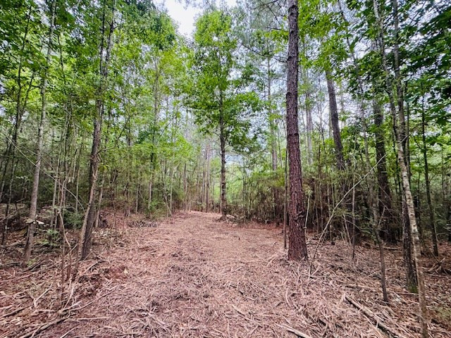 Tbd Carters Creek Road Tylertown, MS 39667 - Photo 11 of 33 Photo 11