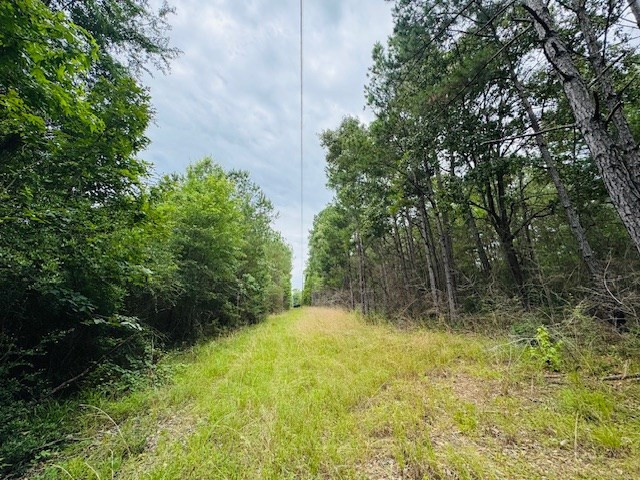 Tbd Carters Creek Road Tylertown, MS 39667 - Photo 2 of 33 Photo 2