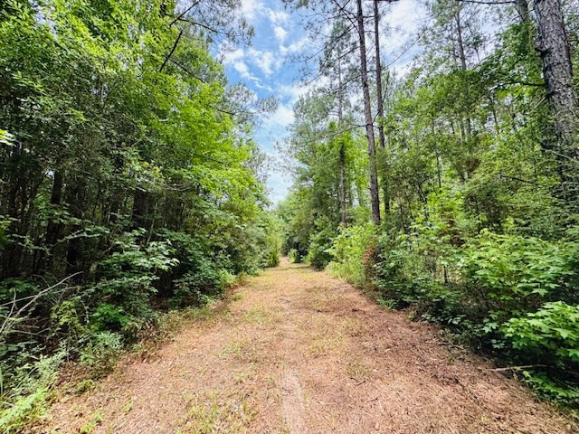 Tbd Carters Creek Road Tylertown, MS 39667 - Photo 32 of 33 Photo 32