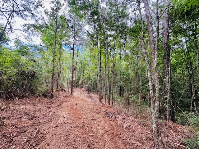 Tbd Carters Creek Road Tylertown, MS 39667 - Photo 6 of 33 Photo 6