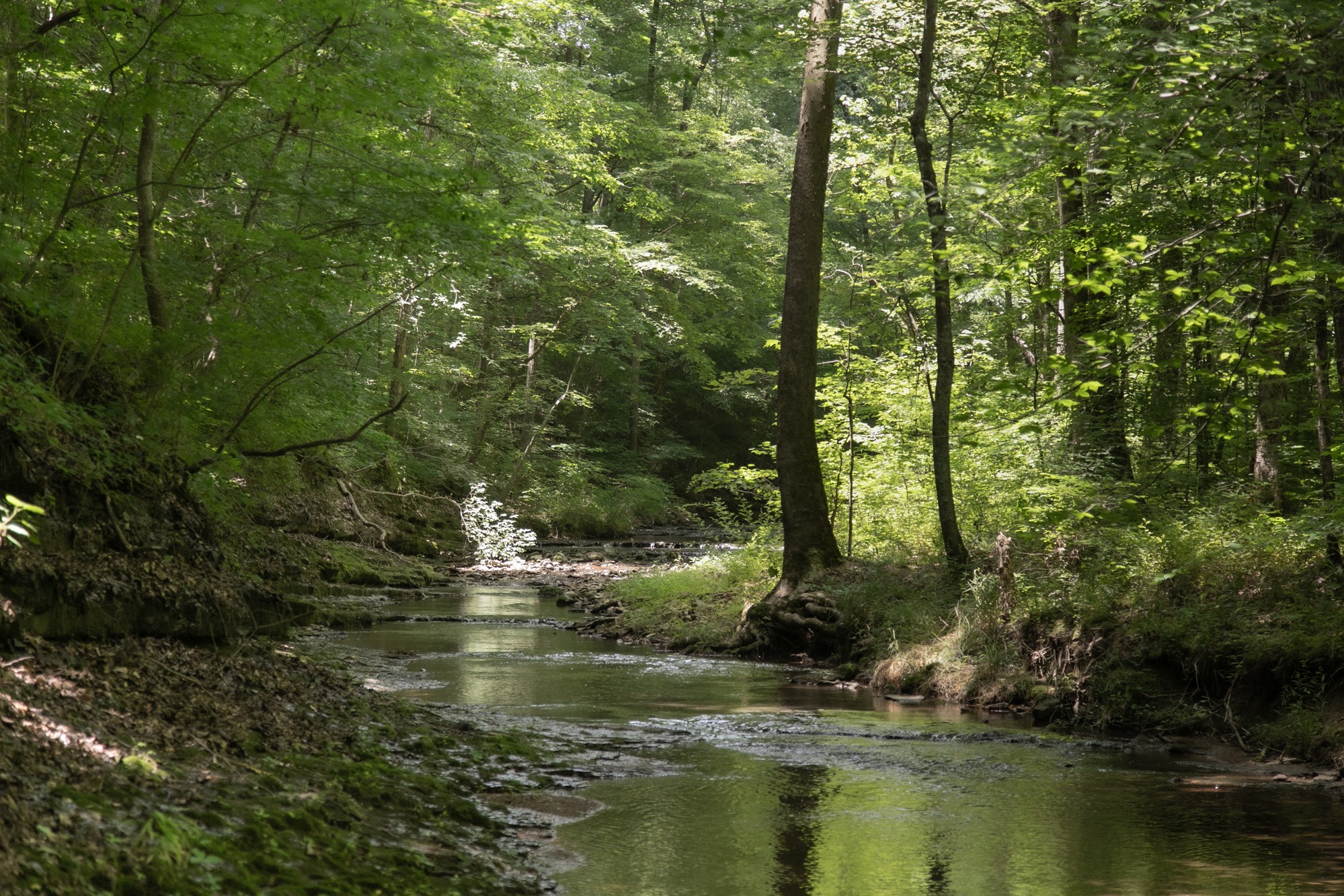 7480 South Harpeth Road Franklin, TN 37064 - Photo 4 of 51 a view of a lake with trees