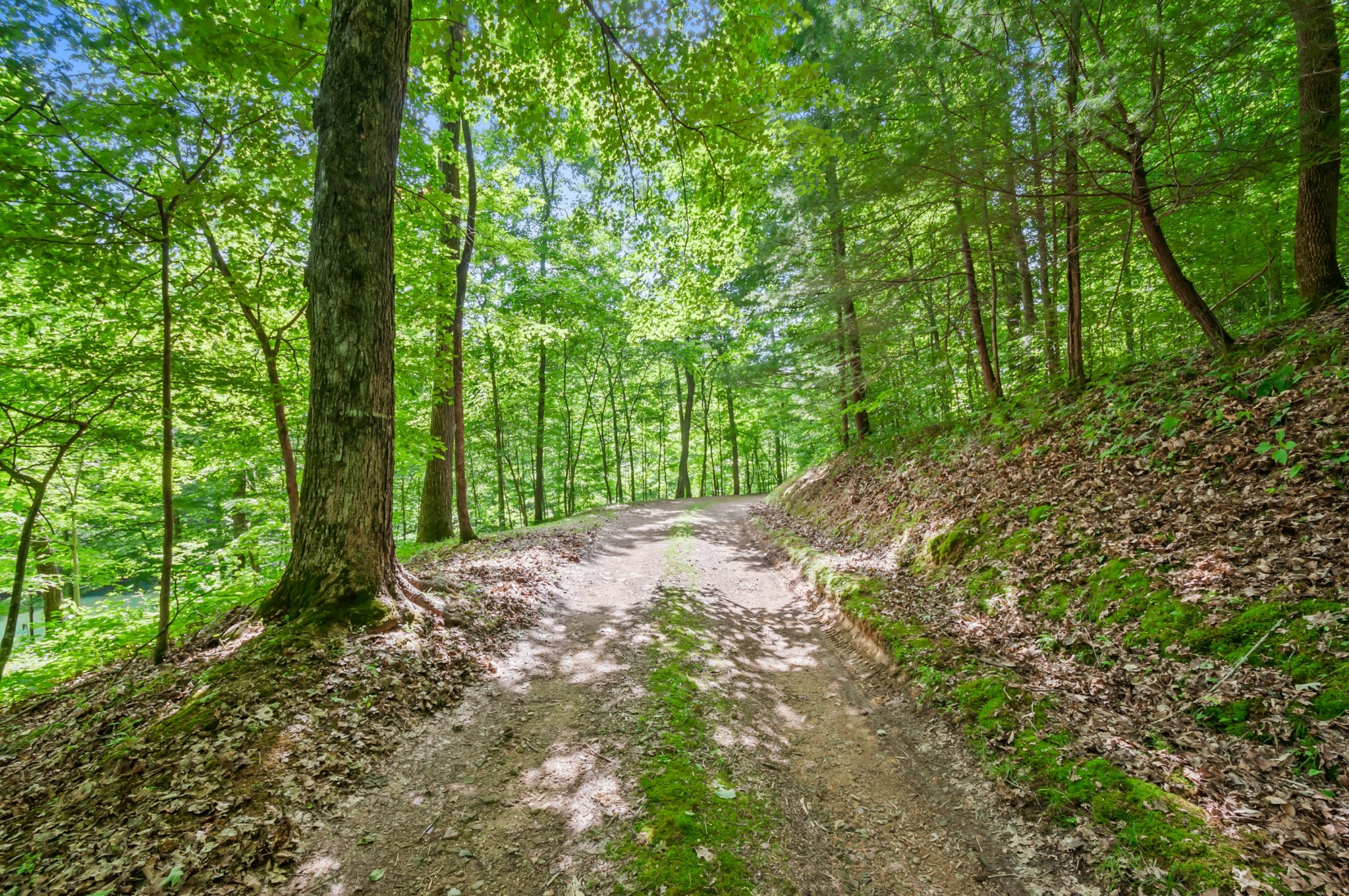 7480 South Harpeth Road Franklin, TN 37064 - Photo 5 of 51 a view of a forest with trees