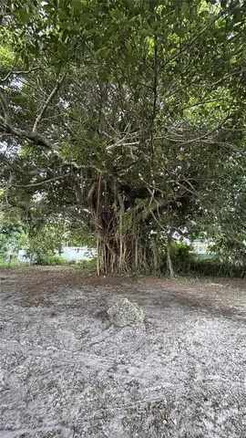 a view of a yard with a tree