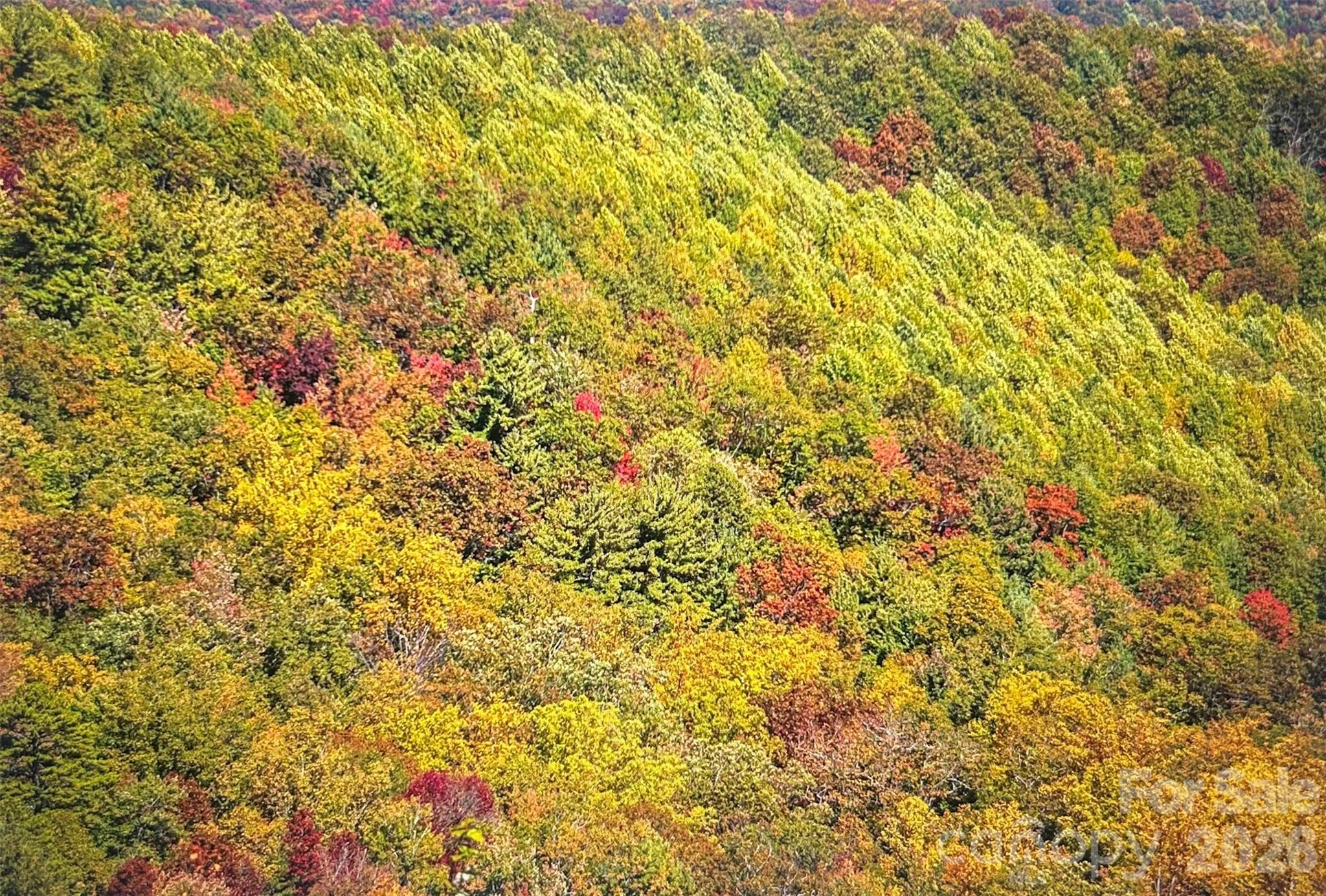 2 Highlands Point Highlands, NC 28741 - Photo 1 of 1 a view of a yard of the tree