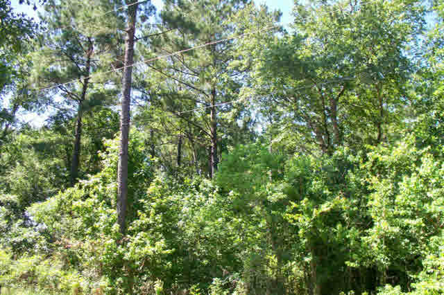 0 2nd Street Satsuma, AL 36572 - Photo 1 of 1
